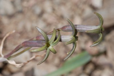 Tristagma nivale, photographed by aacocucci