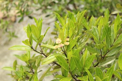 Meriania speciosa, photographed by Andrés Ramírez-Barrera