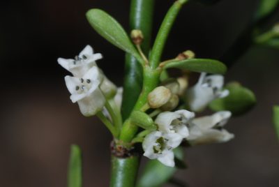 Discaria americana, photographed by aacocucci