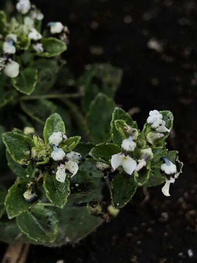 Pombalia parviflora, photographed by Nicolás Baresch Uribe