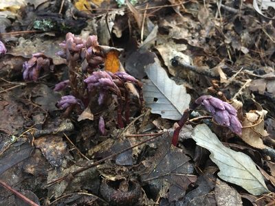 Monotropsis odorata, photographed by Scott Morris