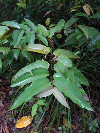 Vismia macrophylla, photographed by keesgroenendijk