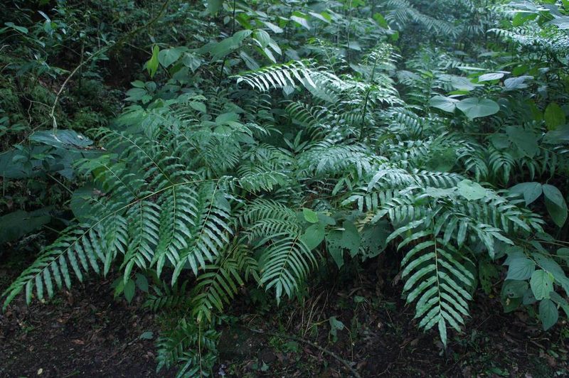 Pteris pulchra, photographed by Juan Carlos Pérez Magaña