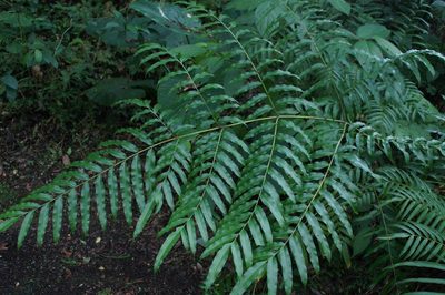 Pteris pulchra, photographed by Juan Carlos Pérez Magaña