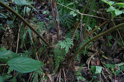 Pteris pulchra, photographed by Juan Carlos Pérez Magaña