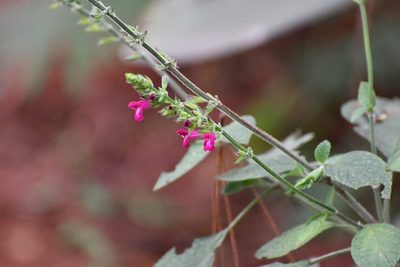 Salvia chiapensis, photographed by Neptalí Ramírez Marcial
