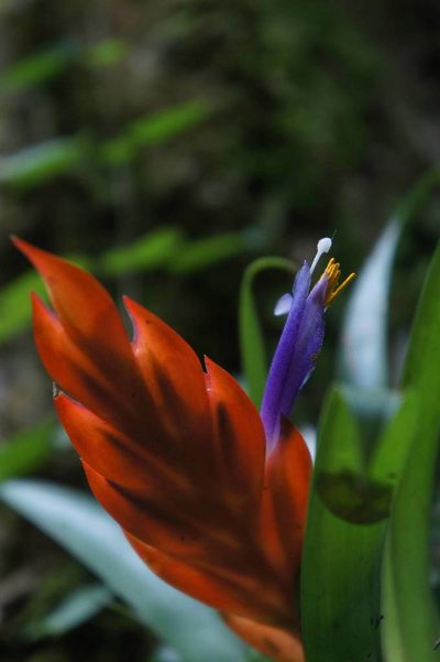 Tillandsia multicaulis, photographed by Juan Carlos Pérez Magaña