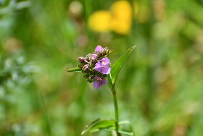 Tripogandra purpurascens, photographed by Neptalí Ramírez Marcial