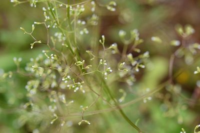 Valeriana sorbifolia, photographed by Neptalí Ramírez Marcial