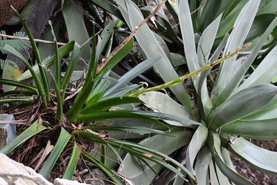 Werauhia werckleana, photographed by Neptalí Ramírez Marcial