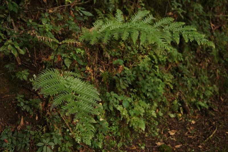 Woodwardia spinulosa, photographed by Juan Carlos Pérez Magaña
