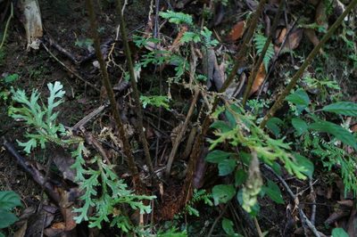 Woodwardia spinulosa, photographed by Juan Carlos Pérez Magaña