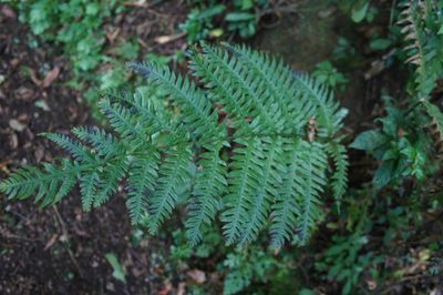 Woodwardia spinulosa, photographed by Juan Carlos Pérez Magaña