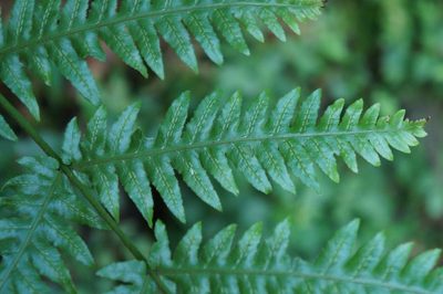 Woodwardia spinulosa, photographed by Juan Carlos Pérez Magaña