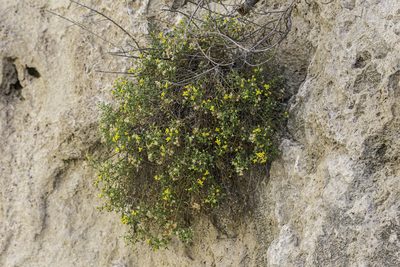 Perityle staurophylla, photographed by Craig Martin