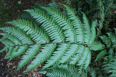 Cyathea costaricensis, photographed by Juan Carlos Pérez Magaña