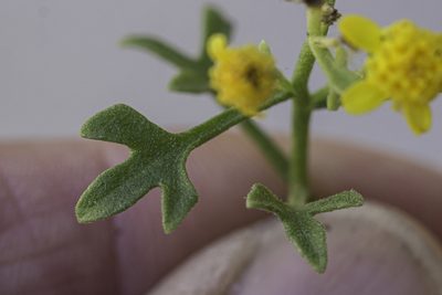 Perityle staurophylla, photographed by Craig Martin