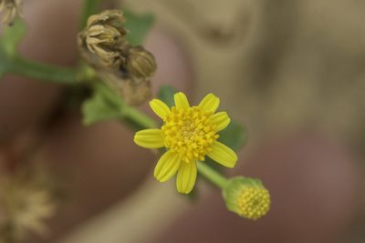 Perityle staurophylla, photographed by Craig Martin