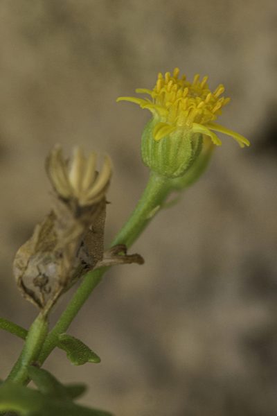 Perityle staurophylla, photographed by Craig Martin