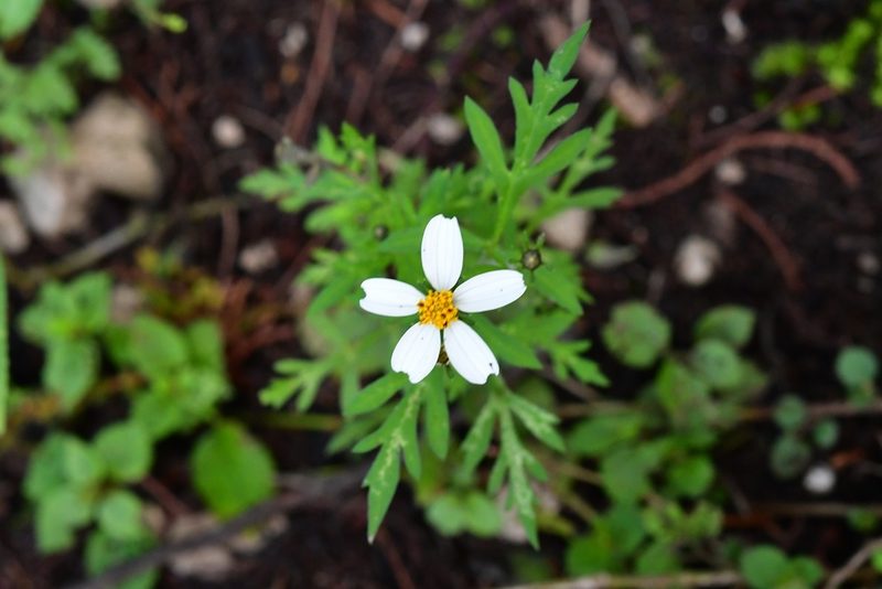 Bidens chrysanthemifolia, photographed by Neptalí Ramírez Marcial