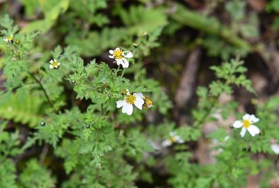 Bidens chrysanthemifolia, photographed by Neptalí Ramírez Marcial