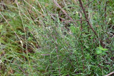 Brickellia scoparia, photographed by Neptalí Ramírez Marcial