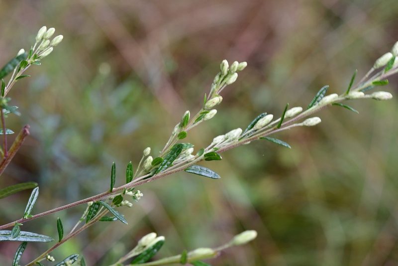 Brickellia scoparia, photographed by Neptalí Ramírez Marcial