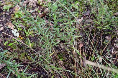 Brickellia scoparia, photographed by Neptalí Ramírez Marcial