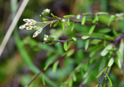 Brickellia scoparia, photographed by Neptalí Ramírez Marcial
