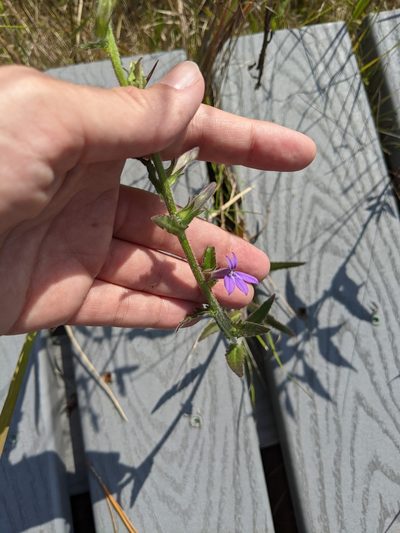 Lobelia reverchonii, photographed by Alison Northup