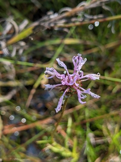 Marshallia angustifolia, photographed by Alison Northup