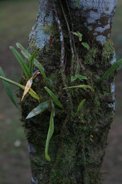 Pleopeltis crassinervata, photographed by Juan Carlos Pérez Magaña
