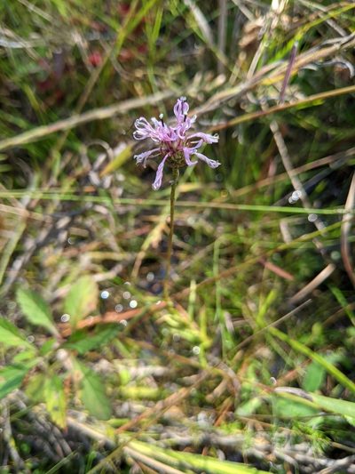 Marshallia angustifolia, photographed by Alison Northup
