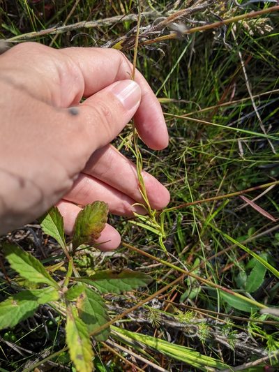 Marshallia angustifolia, photographed by Alison Northup