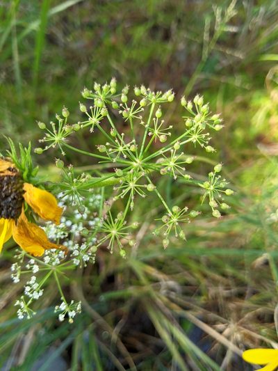 Ptilimnium costatum, photographed by Alison Northup