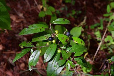Frangula mucronata, photographed by Neptalí Ramírez Marcial