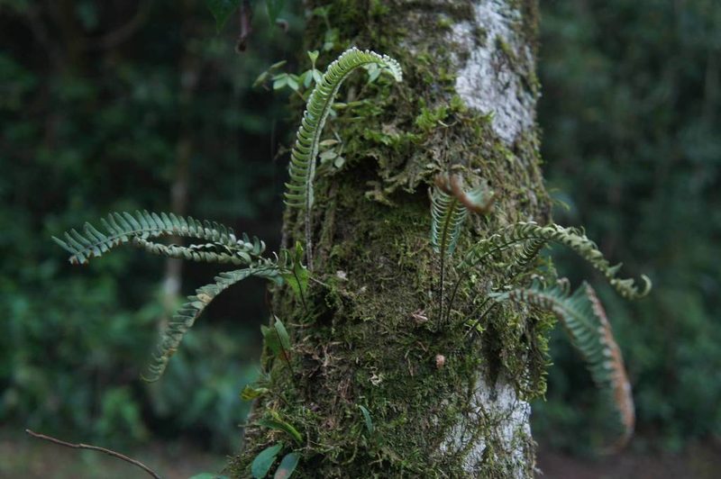 Pleopeltis furfuracea, photographed by Juan Carlos Pérez Magaña