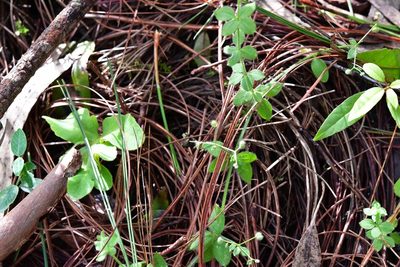 Galium uncinulatum, photographed by Neptalí Ramírez Marcial