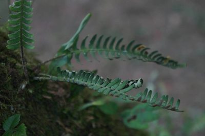 Pleopeltis furfuracea, photographed by Juan Carlos Pérez Magaña