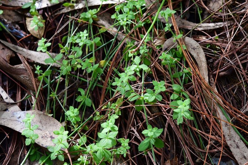 Galium uncinulatum, photographed by Neptalí Ramírez Marcial