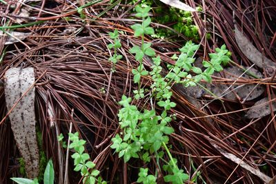 Galium uncinulatum, photographed by Neptalí Ramírez Marcial