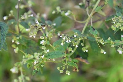 Mesosphaerum urticodes, photographed by Neptalí Ramírez Marcial