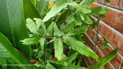 Lygodium flexuosum, photographed by Ong Jyh Seng