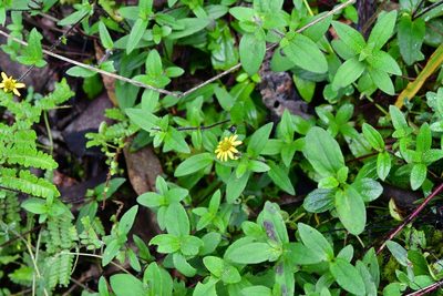 Melampodium montanum, photographed by Neptalí Ramírez Marcial