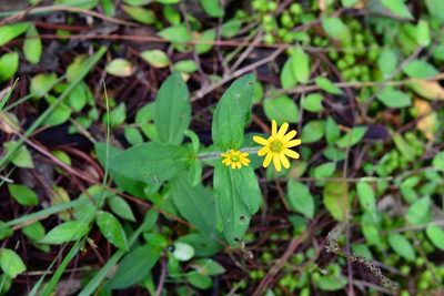 Melampodium montanum, photographed by Neptalí Ramírez Marcial