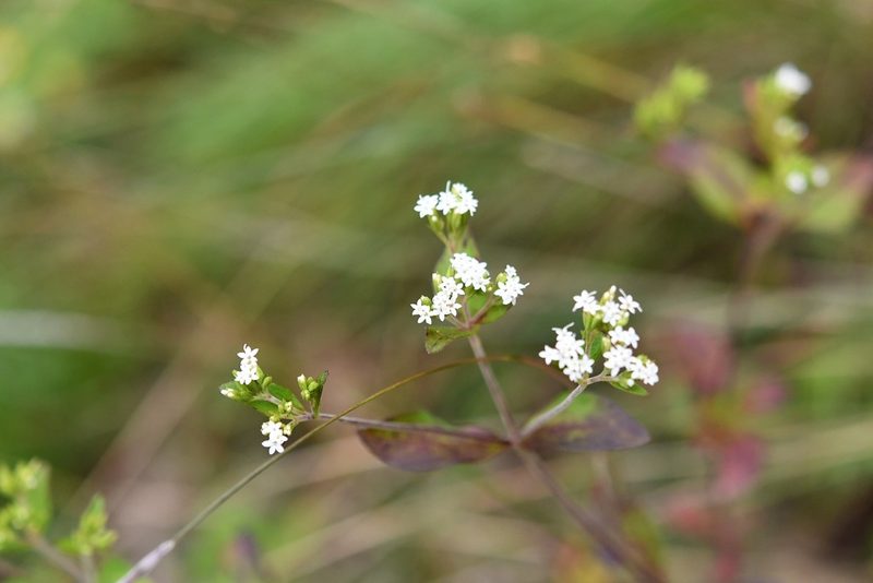 Stevia incognita, photographed by Neptalí Ramírez Marcial