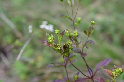 Stevia incognita, photographed by Neptalí Ramírez Marcial