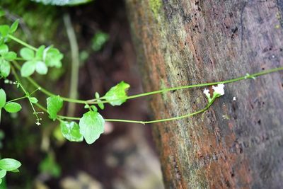 Valeriana deltoidea, photographed by Neptalí Ramírez Marcial