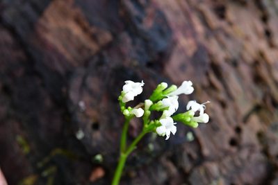 Valeriana deltoidea, photographed by Neptalí Ramírez Marcial