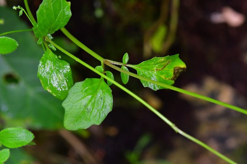 Valeriana deltoidea, photographed by Neptalí Ramírez Marcial